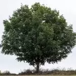 pohon zaytun