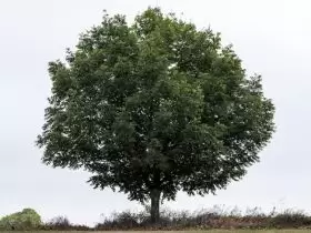 pohon zaytun