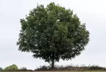 pohon zaytun
