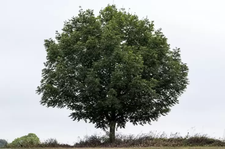 pohon zaytun